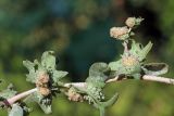 Atriplex ornata. Часть соцветия с формирующимися плодами. Узбекистан, г. Ташкент; остатки исторического памятника \"Актепа Чиланзарский\", оплывший лёссовый холм. 23.09.2017.