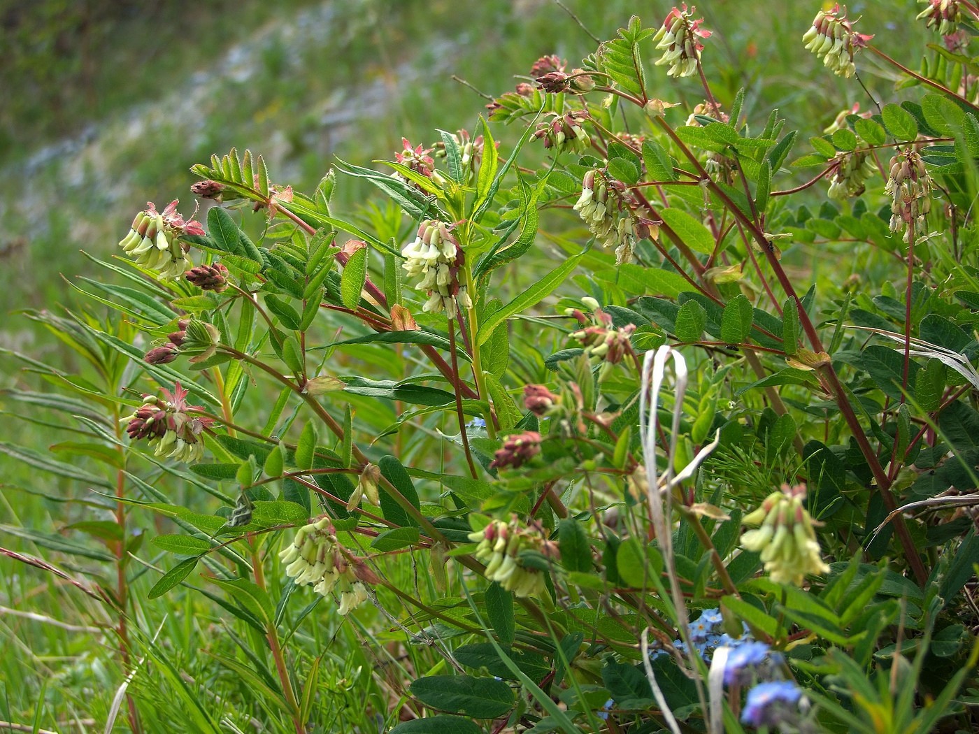 Изображение особи Astragalus frigidus.