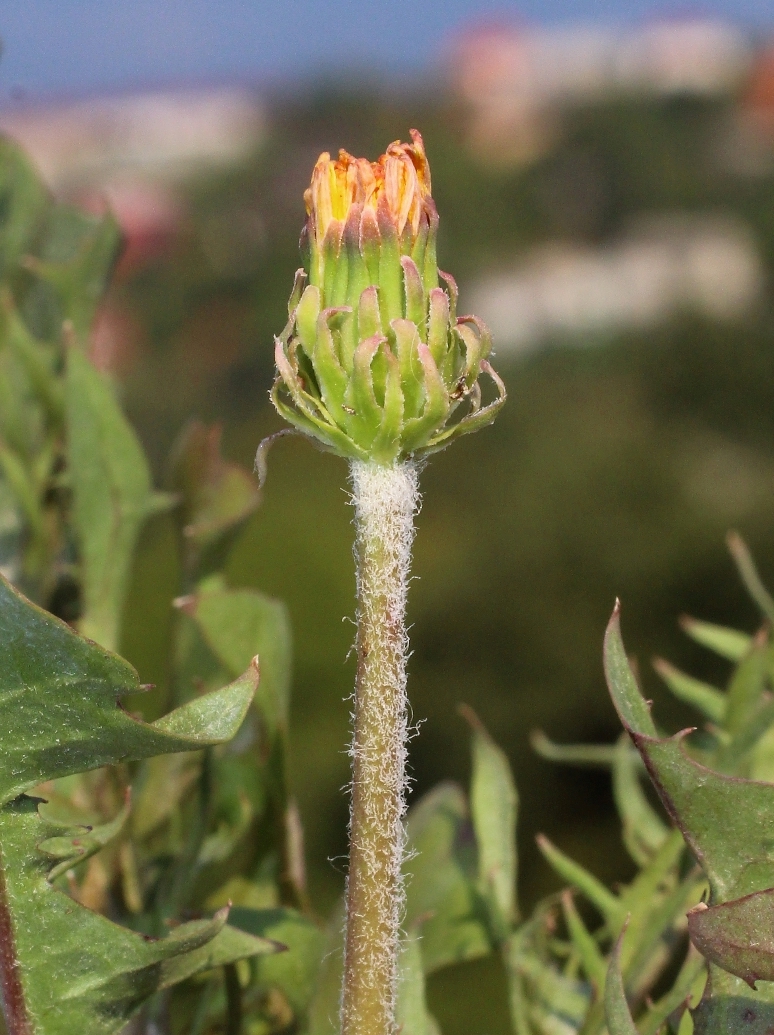 Изображение особи Taraxacum stenocephalum ssp. magnum.