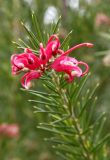 род Grevillea