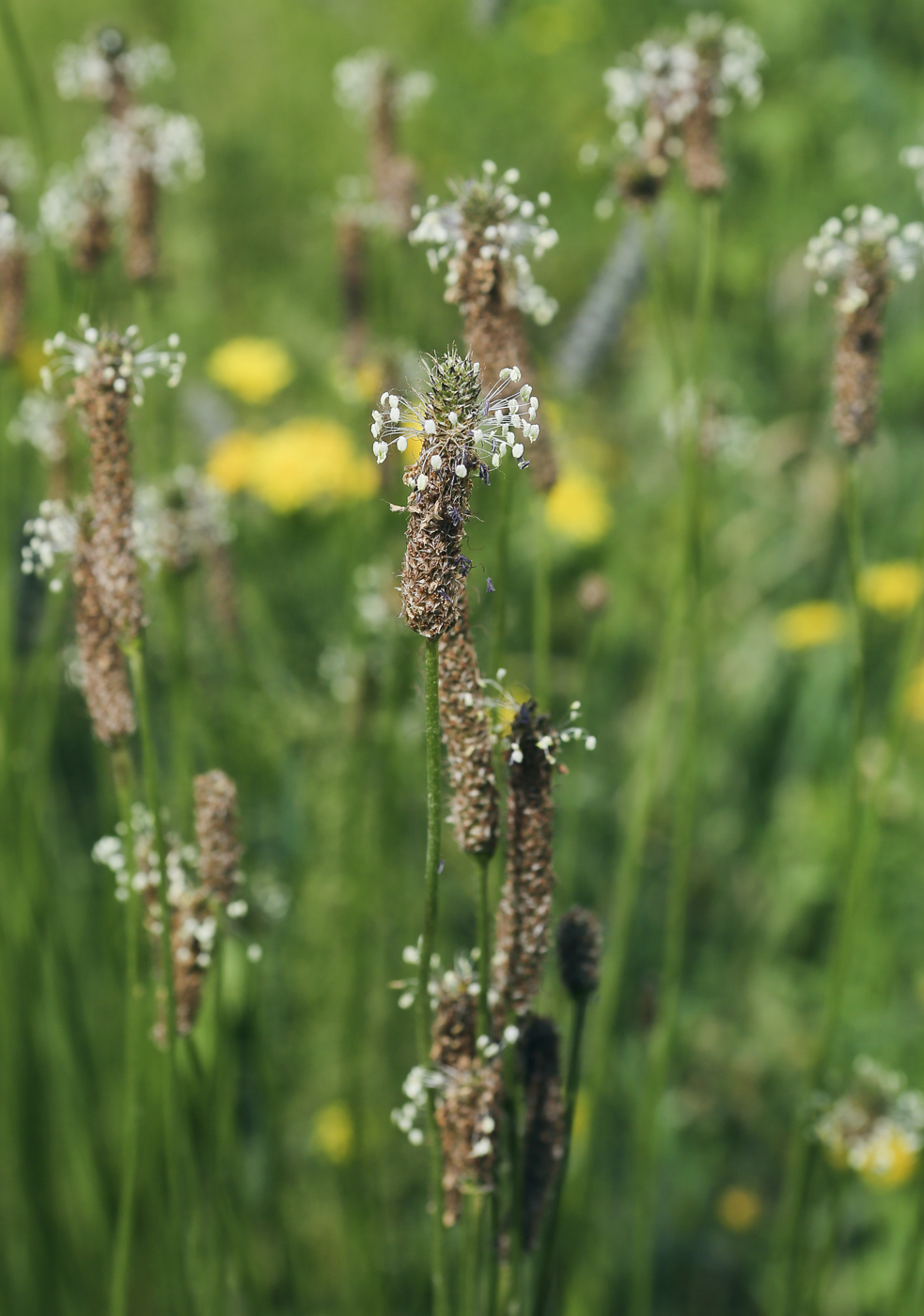 Изображение особи Plantago lanceolata.