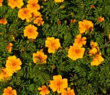 Tagetes tenuifolia. Раскрывшиеся и нераскрывшиеся соцветия. Восточный Казахстан, г. Усть-Каменогорск, Архитектурно-ландшафтный музей-заповедник, в культуре. 25.08.2017.