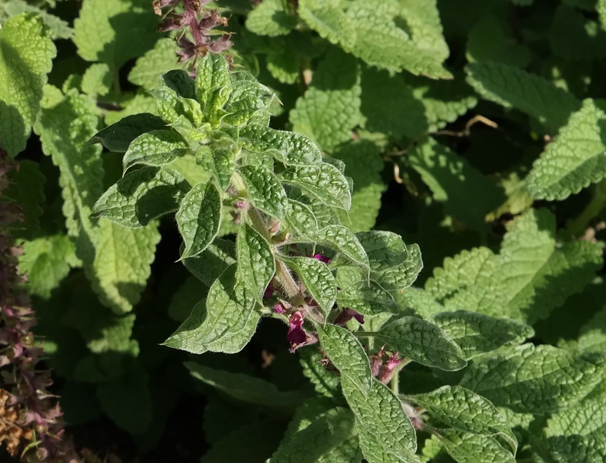 Изображение особи Teucrium hircanicum.