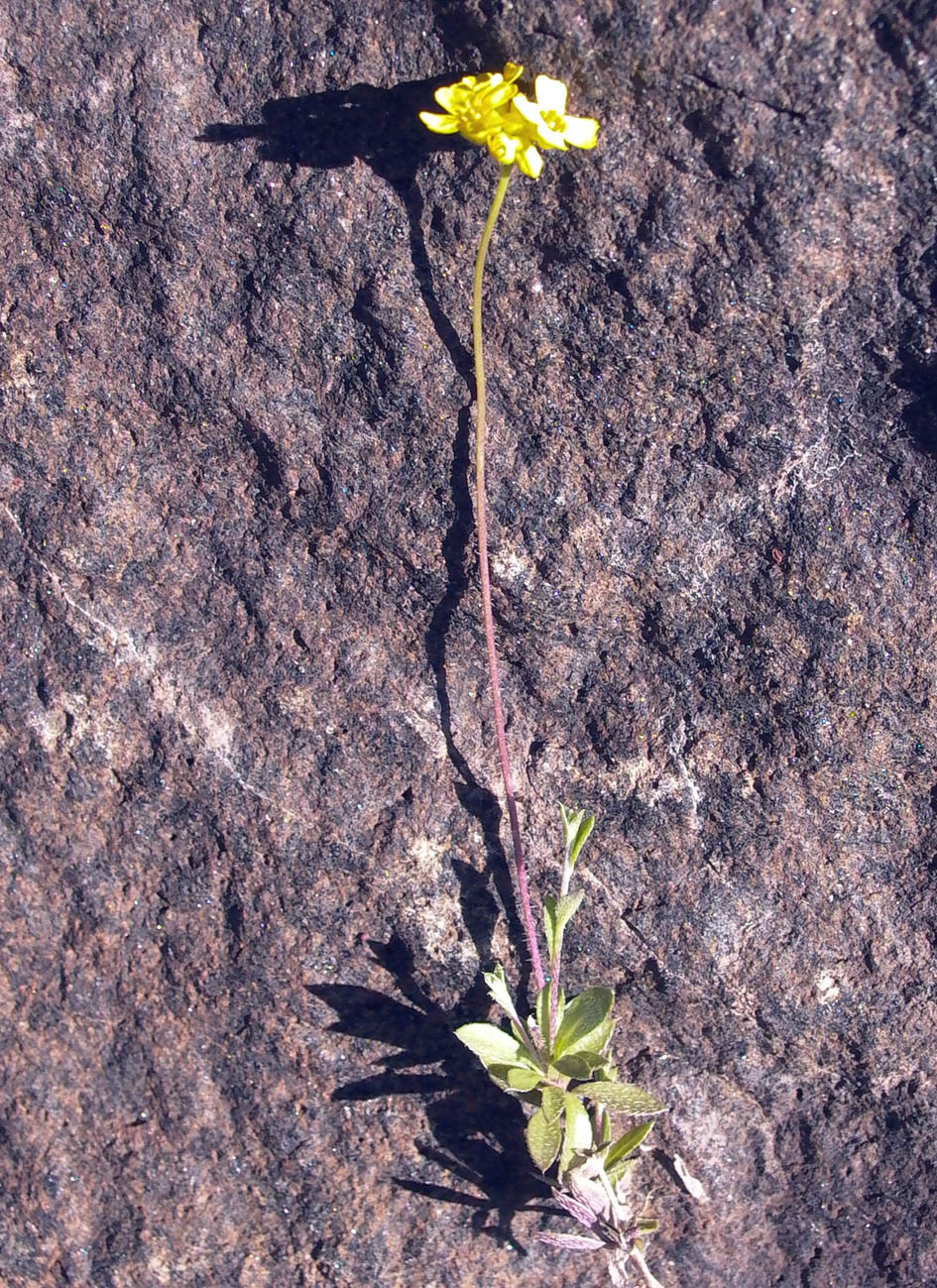 Изображение особи Draba sibirica.