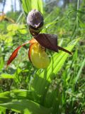 Cypripedium calceolus