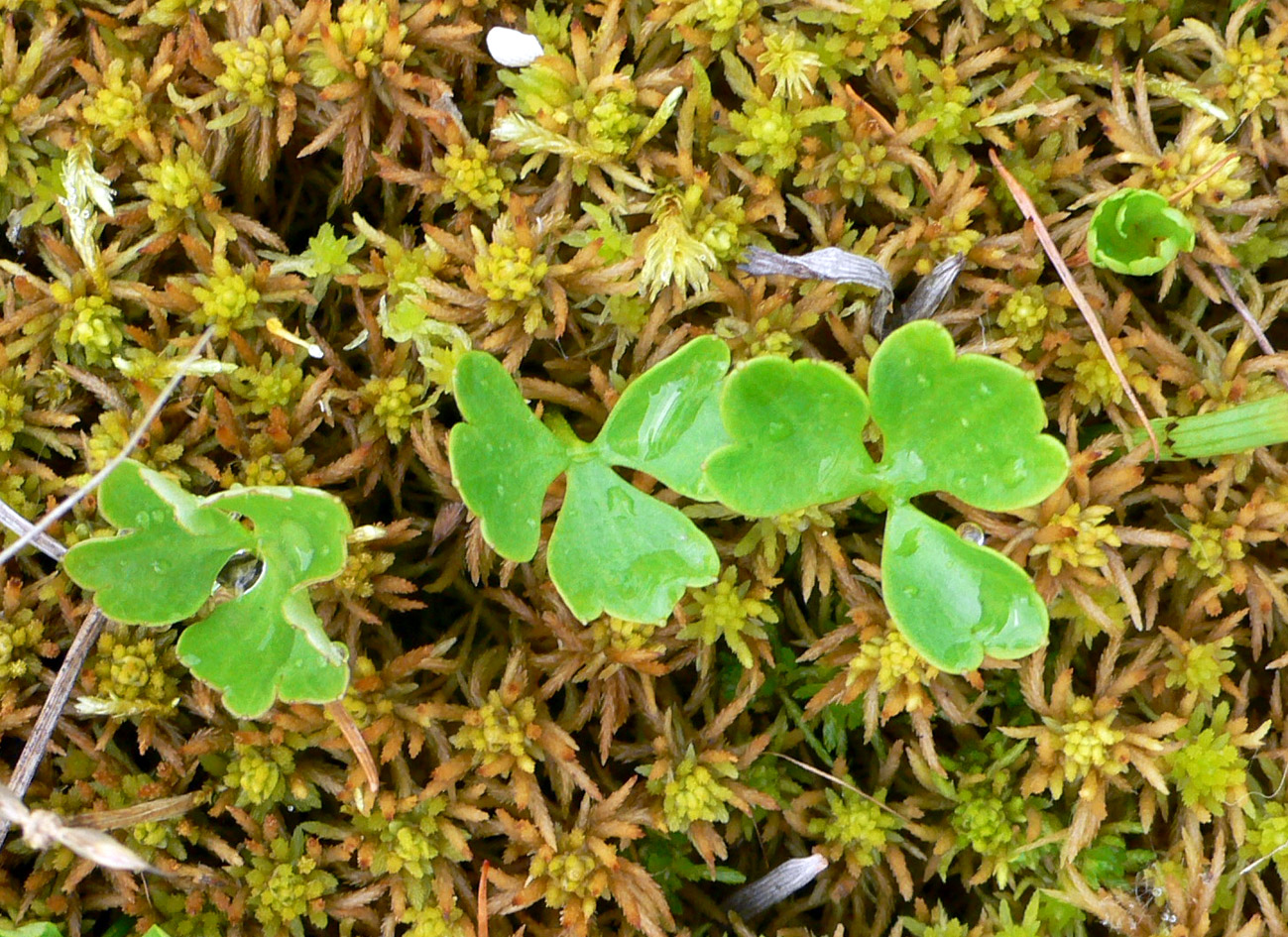 Изображение особи Ranunculus lapponicus.