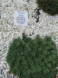 Arabis caucasica. Вегетирующее растение. Волгоград, Ботсад ВГСПУ. 29.10.2018.