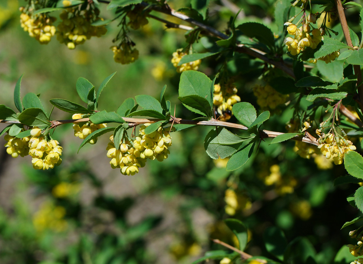 Изображение особи Berberis vulgaris.