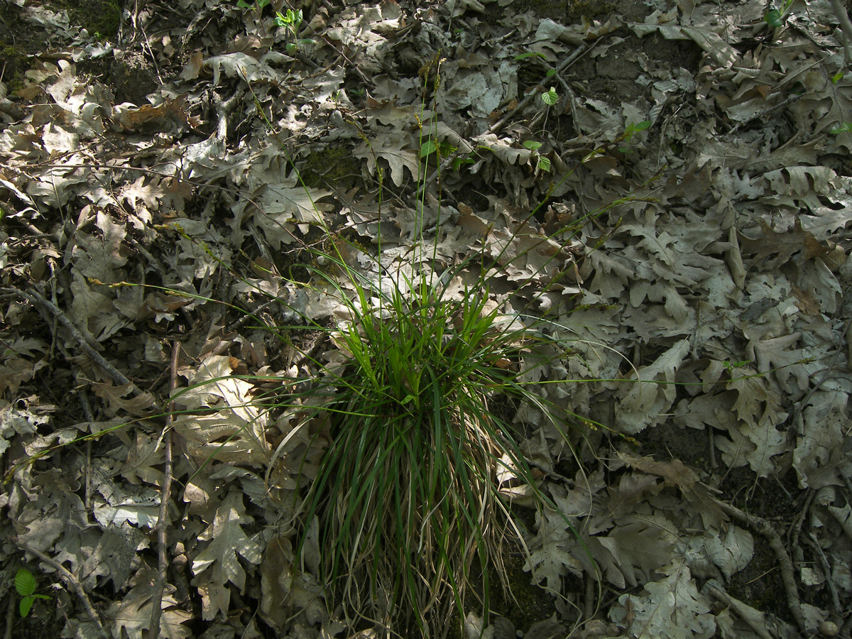 Изображение особи Carex digitata.