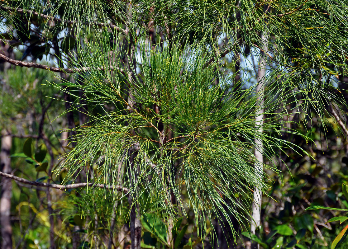 Изображение особи Gymnostoma nobile.