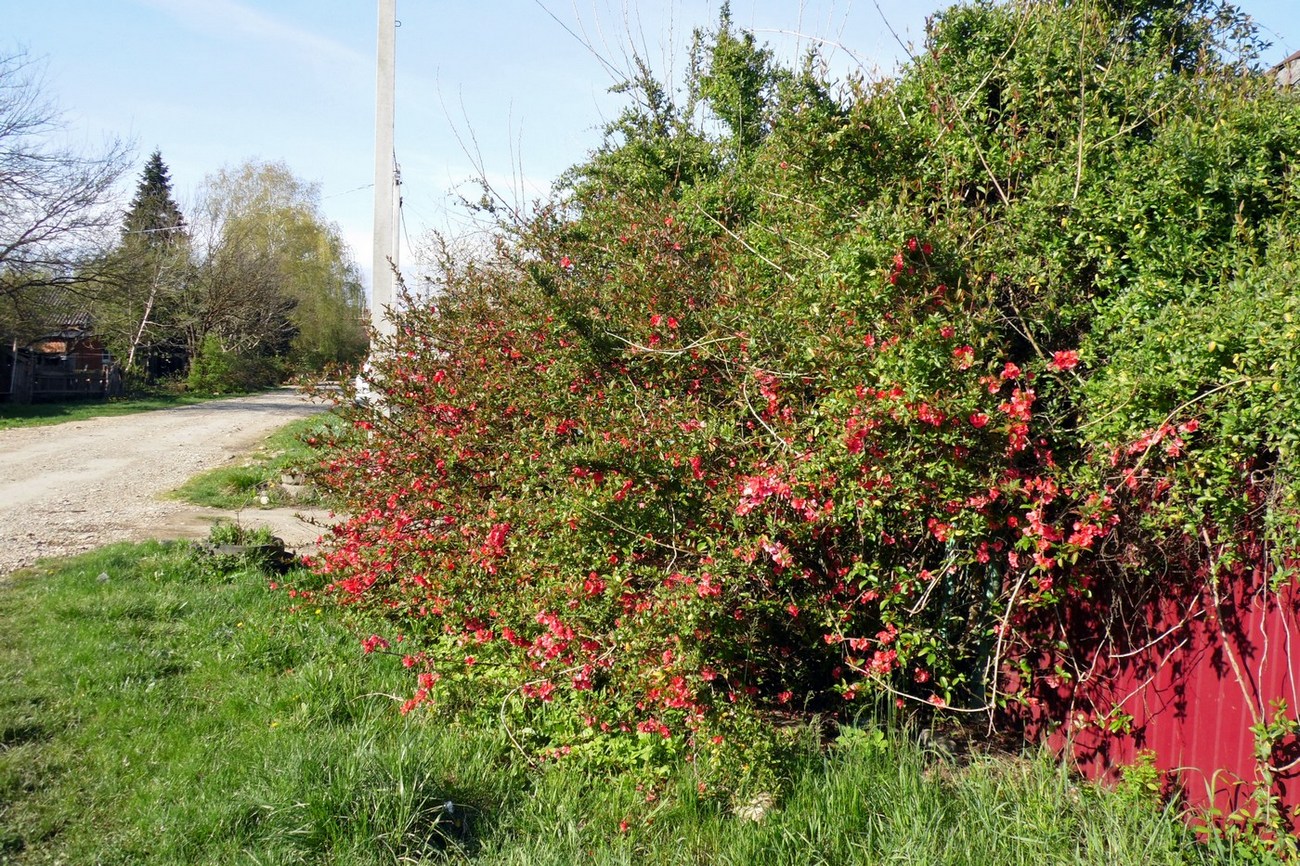 Изображение особи Chaenomeles japonica.