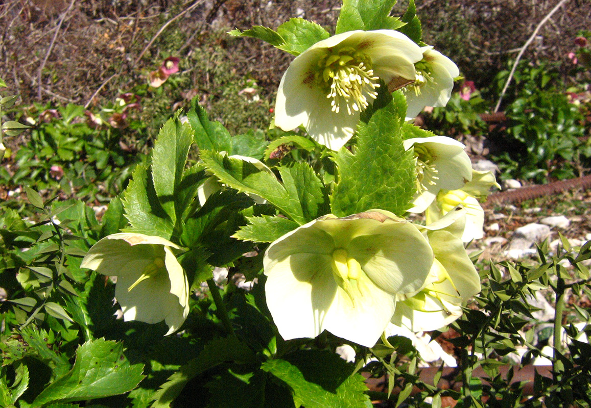 Изображение особи Helleborus caucasicus.