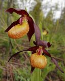 Cypripedium calceolus. Цветки необычной окраски. Ленинградская обл., Гатчинский р-н, окр. пос. Пудость, на краю редкого ельника. 25.06.2019.