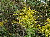 Solidago gigantea. Верхушки побегов с соцветиями. Иркутск, заброшенная территория рядом с Ботаническим садом, одичавшие из культуры. 01.09.2019.