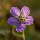 Geranium collinum. Цветок. Ростовская обл., Азовский р-н, окр. хут. Лагутник, пойменный луг. 15.09.2019.