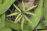 Anemone debilis. Растение с осыпавшимися плодами в сообществе с Pilosella aurantiaca, Chimaphila japonica, Crawfurdia japonica. Сахалинская обл., Томаринский р-н, окр. г. Томари, нижняя часть склона сопки северо-западной экспозиции, смешанный лес. 02.08.2017.