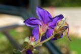 Tibouchina urvilleana