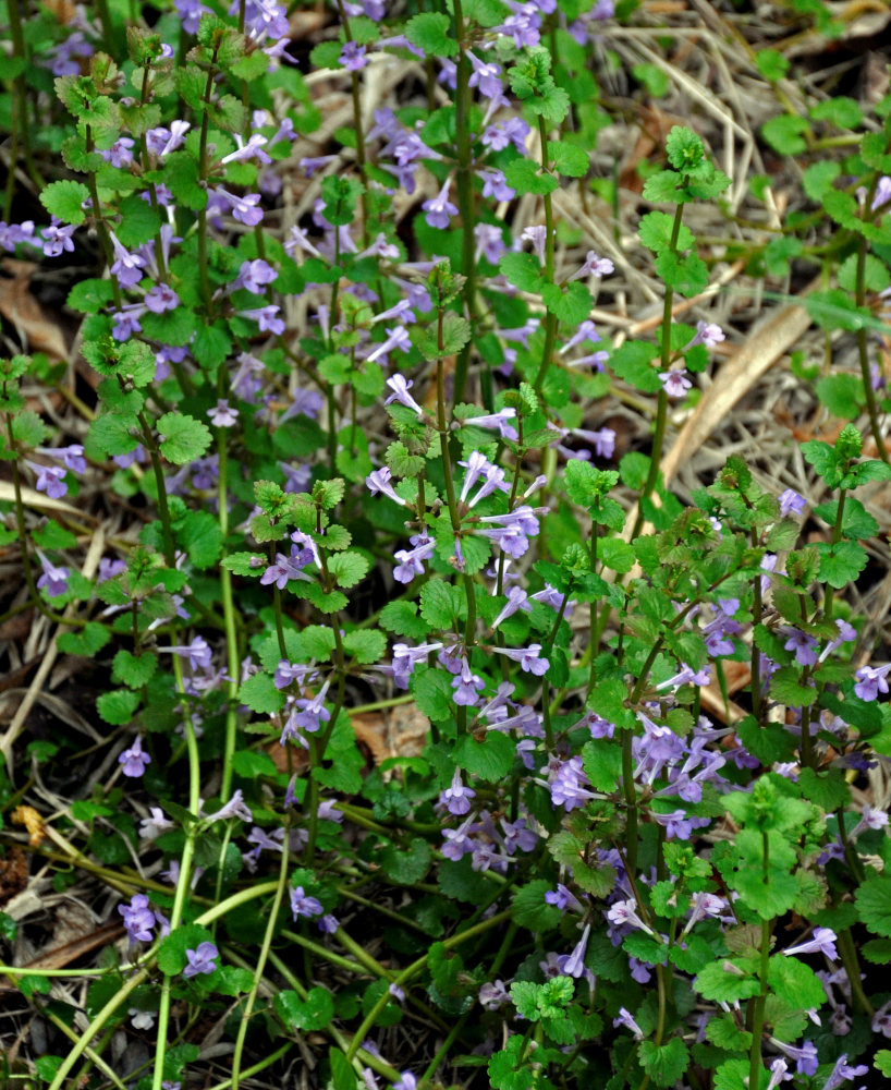 Изображение особи Glechoma hederacea.