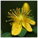 Hypericum maculatum. Цветок. Республика Татарстан, Волжско-Камский заповедник. 08.07.2010.