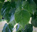 Tilia platyphyllos. Листья. Пермский край, г. Пермь, Ленинский р-н, городская эспланада, сквер, в озеленении. 06.07.2020.