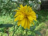 Rudbeckia laciniata