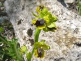 Ophrys lutea