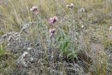 Saussurea salicifolia