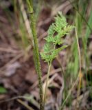 Chaerophyllum prescottii