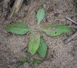 Plantago uliginosa. Вегетирующее растение. Пермский край, Оханский р-н, Тулумбаихинское сельское поселение, Кунчурихинский бор, песчаный берег. 03.05.2023.