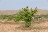 Punica granatum. Цветущее растение. Израиль, лесопарк Шоам. 20.04.2024.