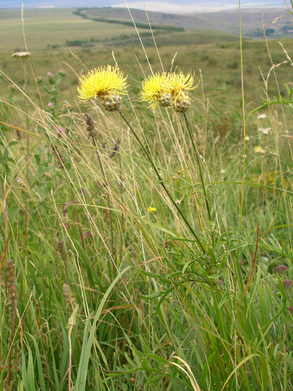 Изображение особи Centaurea orientalis.