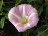 Calystegia soldanella. Цветок. Нидерланды, провинция Noord-Holland, Wijk aan Zee, заказник Noordhollands duinreservaat, в приморских дюнах. 5 июля 2008 г.