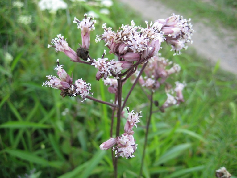 Изображение особи Syneilesis aconitifolia.