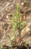 Juniperus foetidissima. Часть побега годовалого растения. Краснодарский край, Черноморское побережье Кавказа, г. Новороссийск, мыс Мысхако, арчевник. 21 августа 2011 г.