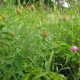 Centaurea trichocephala. Цветущее растение в понижении на меловом склоне. Украина, Донецкая обл., Славянский р-н, окр. с. Сидорово. 09.07.2011.