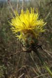 Centaurea orientalis