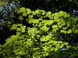 Acer pseudosieboldianum