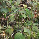 Anemone udensis