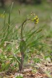 Draba nemorosa