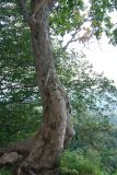 Acer pseudoplatanus. Нижняя часть ствола. Адыгея, окр. плато Лагонаки. 17.08.2008.
