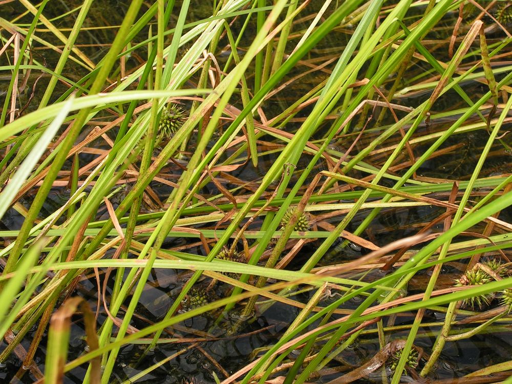 Изображение особи Sparganium stenophyllum.