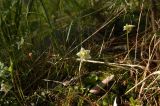 Moneses uniflora