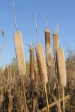 Typha latifolia