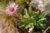 Erigeron venustus