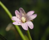 Epilobium maximowiczii