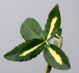 Euonymus fortunei. Листья короткого побега ('Sunspot'). Германия, г. Кемпен, у забора. 23.06.2013.