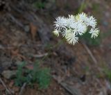 Thalictrum petaloideum. Верхушка цветущего растения. Амурская обл., среднее течение р. Деп. 30.05.2012.