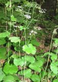 Pimpinella tripartita