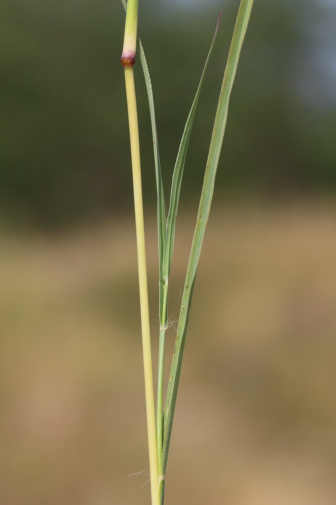 Изображение особи Bothriochloa ischaemum.