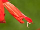 Salvia splendens